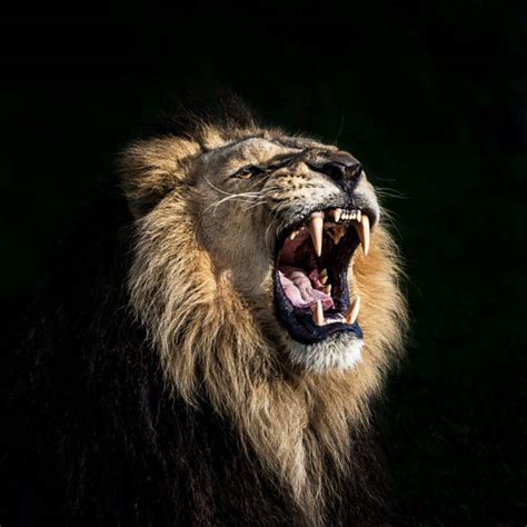 Roaring Lion Black Background - lvandcola