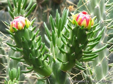 Austrocylindropuntia subulata