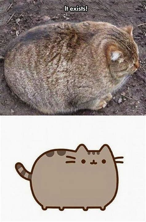 Best Fat Cat Memes - Funny Fat Cat Pictures with Quotes