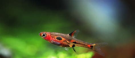 The Top 8 Smallest Fish in the World - A-Z Animals