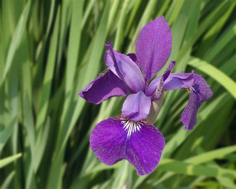 File:Siberian Iris Iris sibirica Flower 2500px.jpg - Wikimedia Commons