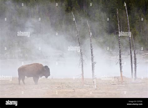 USA, Yellowstone Park, American Bison (Bison bison) grazing by geyser ...