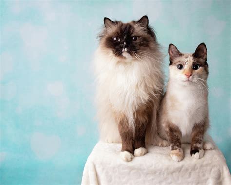 Mitted Seal Point Ragdoll and Siamese Mix Cat Portrait in Studio ...