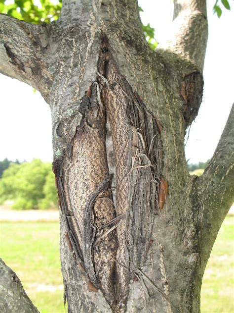 Canker diseases | The Morton Arboretum