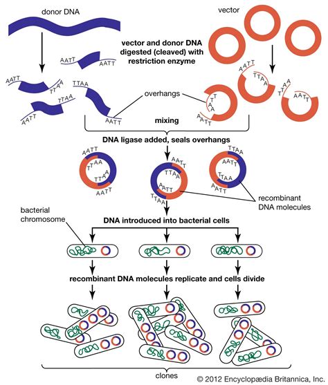 Biotechnology | Definition, Examples, & Applications | Britannica