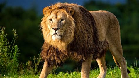 Male Lion | Full HD Desktop Wallpapers 1080p