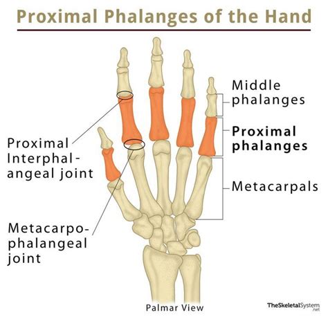 Proximal Phalanx: Definition, Location, Anatomy, Diagram