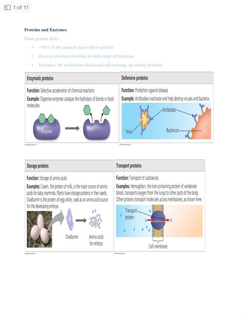 Enzymes and Proteins - Etsy