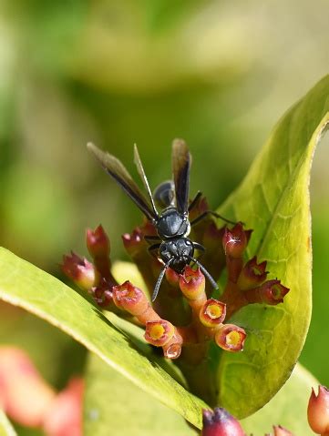 Blue Wasp Stock Photo - Download Image Now - Animal, Animal Wildlife ...