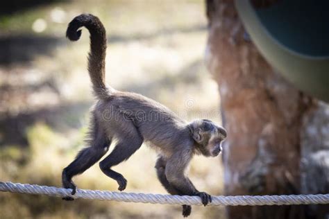 A Tufted Capuchin Monkey Walking on a Rope in the Sunshine Stock Image ...