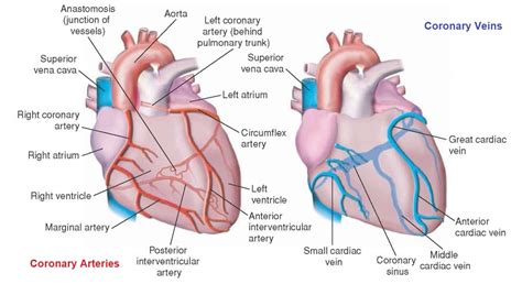 Arteries and veins of the Heart Diagram | Quizlet