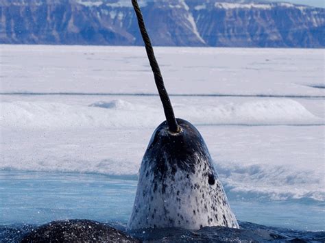 Narwhals