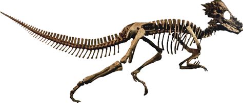 Pachycephalosaurus Clean - Pachycephalosauria - Wikipedia, the free ...