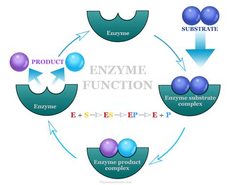 Enzymes And Substrates Examples