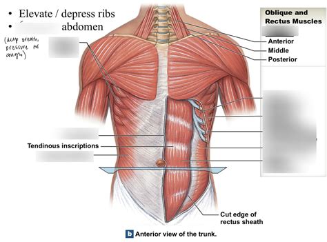 Anterior Abdominal Muscles Diagram | Quizlet