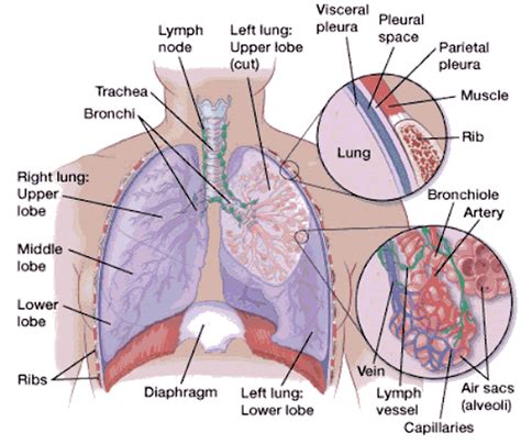 Pneumothorax - Causes, Signs, Symptoms, Treatment