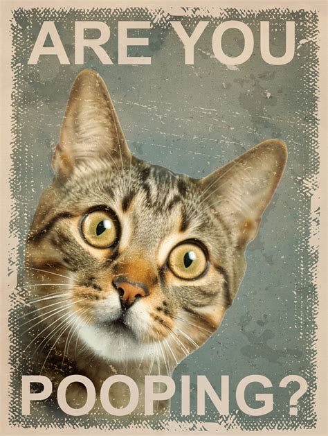 Wall Art Print | Funny Cat: Are You Pooping? | Europosters