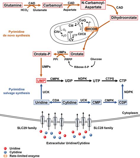 Pyrimidine Synthesis