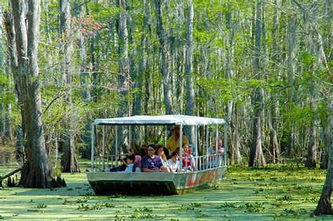 New Orleans 2-Hour Swamp Tour by Boat with Guide 2024