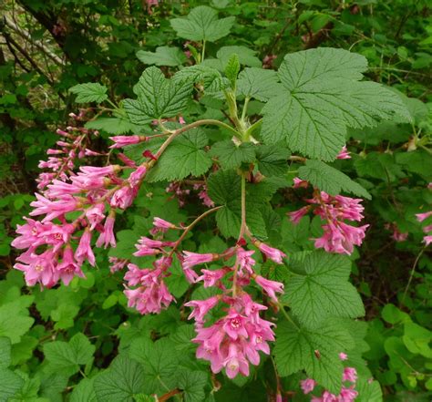 Wild Harvests: The News on Red Flowering Currant