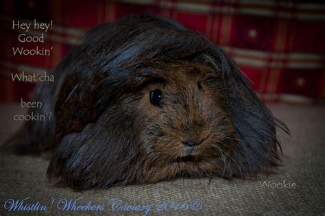 Free stock photo of cavy, guinea pig, peruvian guinea pig