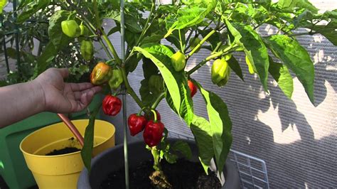 Growing Habanero in containers: Harvest time! - YouTube