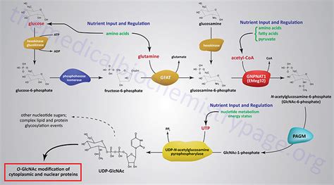 Glycoproteins: Synthesis and Clinical Consequences - The Medical ...