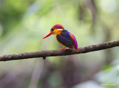 gorgeous kingfisher | Beautiful birds, Animal photography, Pet birds