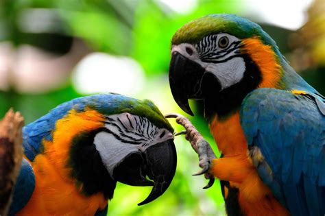 Amazon rainforest birds pictures - Just for Sharing