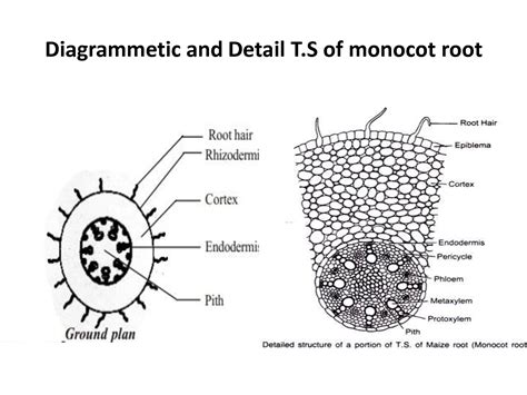 Monocot Root Diagram Labeled Diagram Media | Porn Sex Picture