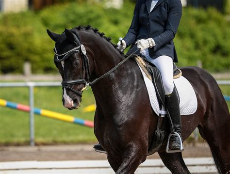 How to Change Your Horse's Frame and Outline ⋆ How To Dressage