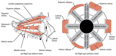 14.4: Axial Muscles of the Head, Neck, and Back - Biology LibreTexts