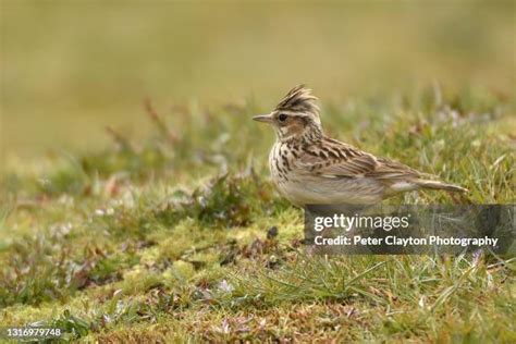 3,355 Lark Bird Stock Photos, High-Res Pictures, and Images - Getty Images