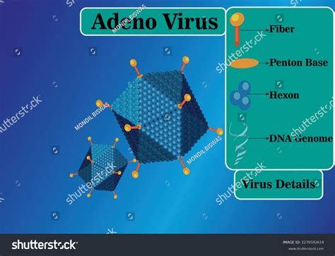 Diagram Adenovirus Adenoviridae Artificial 3d Icon Stock Vector ...