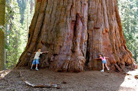 California Redwood Facts, Growth Rates, Distribution, Pictures