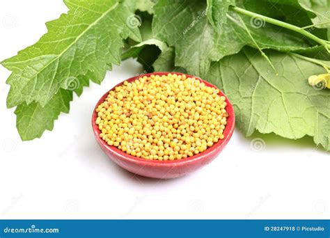 Yellow mustard seeds stock photo. Image of yellow, seeds - 28247918