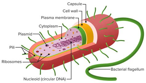 Legumes Amostra Persistência estrutura da celula bacteriana não notei ...