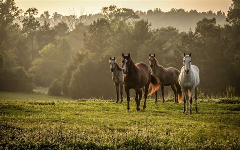 Australian Stock Horse Wallpapers - Wallpaper Cave