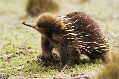 Australia Is Home to Some Seriously Strange-Looking Animals – Fodors ...