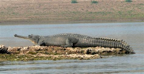 Gandak River in Bihar Becomes 3rd Breeding Ground For Gharials