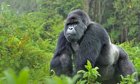 Silverback Gorilla vs Giant Panda | SpaceBattles