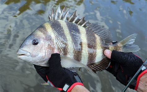 Sheepshead Fish