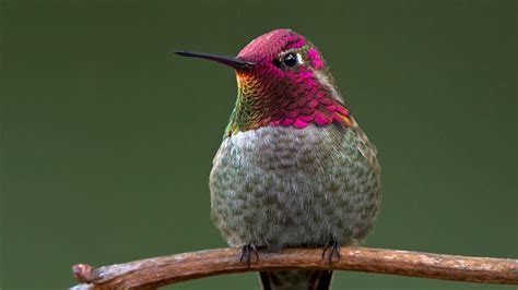 Are You a Lark, an Owl, or a Hummingbird? — Take the Quiz to Find Out