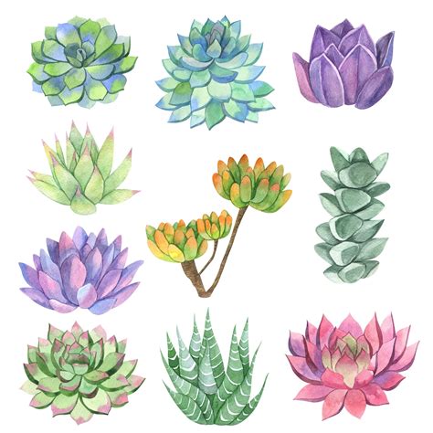 Pin on lockdown painting ideas | Succulent art, Succulents drawing ...