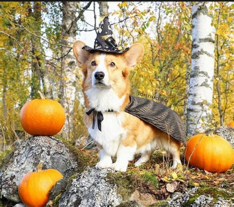 Halloween witch corgi Topi | Животные