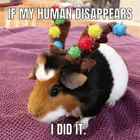 More Great Guinea Pig Memes - Merry About Town