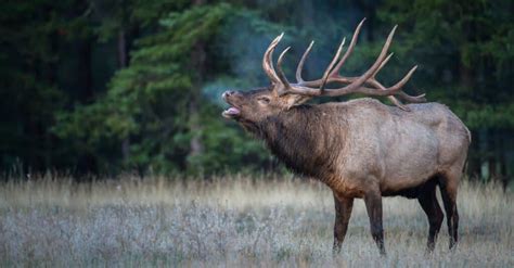 Discover The Largest Elk in the World - A-Z Animals