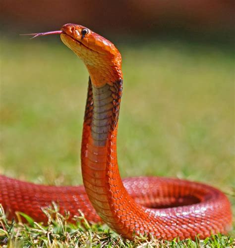 25+ Best Ideas about Cobra Snake on Pinterest | King cobra, Reptiles ...