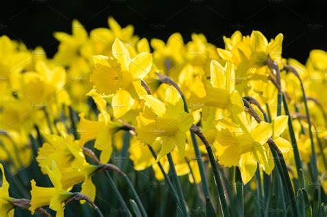 Yellow daffodil flowers in the garden featuring agriculture, bulbs, and ...