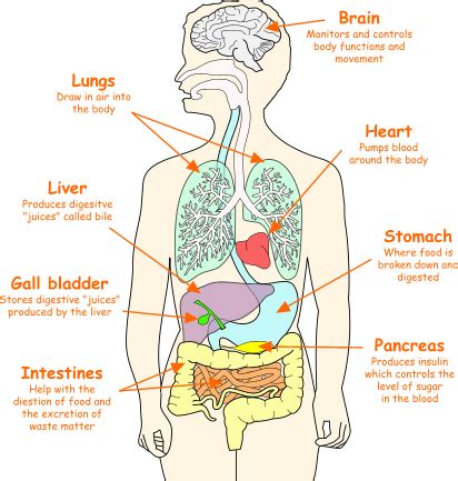 Organs Body Map : Photos: Body Worlds Vital Opens At Faneuil Hall ...